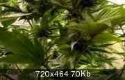National Geographic:    / The truth about marihuana HDTVRip (2010)