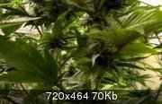 National Geographic: ������ � ��������� / The truth about marihuana HDTVRip (2010)