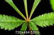 National Geographic: ������ � ��������� / The truth about marihuana HDTVRip (2010)