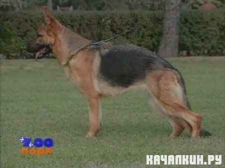 Собаки от А до Я: Немецкая овчарка (1999 / 303 МБ / TVRip)