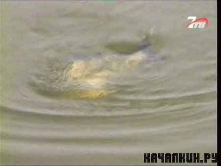 ������� � �������. �����, ���� (358 Mb / TVRip)