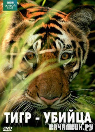 BBC:  .  -  / BBC: Natural World. Tiger Kill (2007) DVDRip