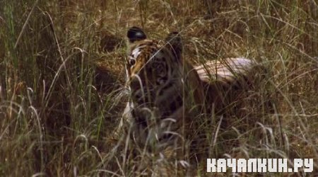 BBC:  .  -  / BBC: Natural World. Tiger Kill (2007) DVDRip