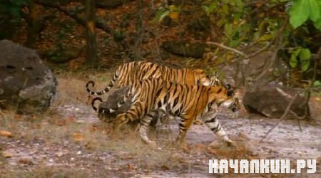 BBC:  .  -  / BBC: Natural World. Tiger Kill (2007) DVDRip