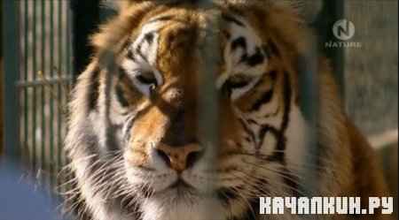 �������� ������ / Tiger Island. 1 ����� (2010  SATRip)