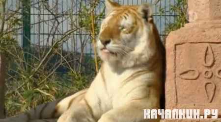 �������� ������ / Tiger Island. 2 ����� (2010  SATRip)