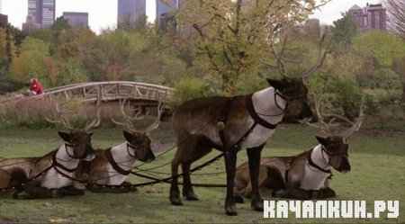 � ������� ����� ������ / The Search for Santa Paws (2010 / BDRip)