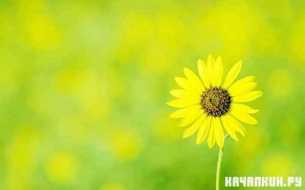 Beautiful HD Wallpapers ������ 38