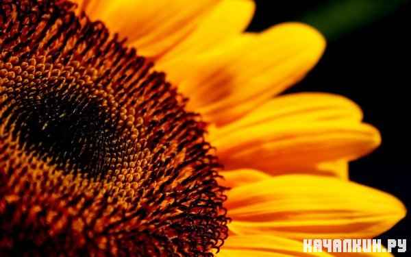 Beautiful HD Wallpapers ������ 38
