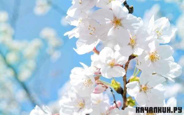 Beautiful HD Wallpapers ������ 38