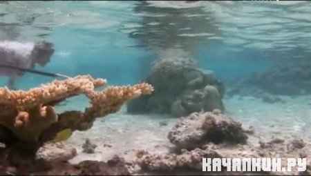 �������, �������, ������� (��������) / Man, Woman, Wild (Aitutaki)(2011 / IPTVRip) 