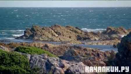 �������, �������, ������� (��������) / Man, Woman, Wild (Tasmania) (2011 / IPTVRip)