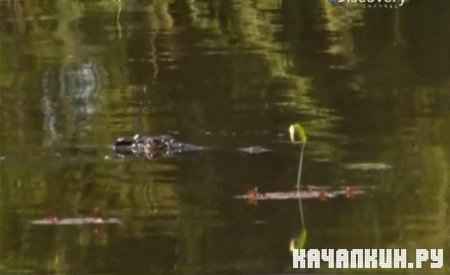 �������, �������, ������� (��������) / Man, Woman, Wild (Botswana) (2011 / IPTVRip)