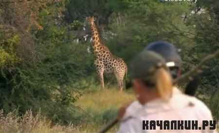 �������, �������, ������� (��������) / Man, Woman, Wild (Botswana) (2011 / IPTVRip)