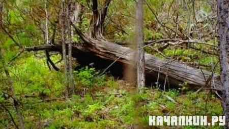 ������������� ����� ����������� ��������� / ��������� ������� / Close Encounters In Siberia (2009 / TVRip)