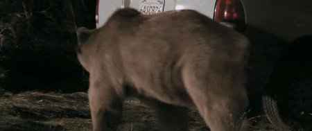 ������� / Bear (2009 / HDRip)