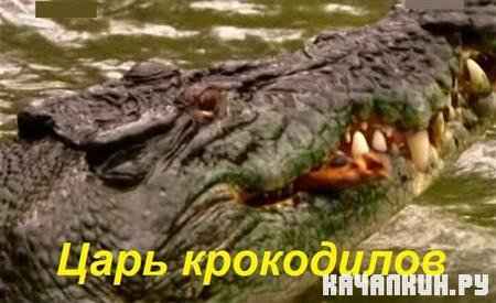 National Geographic:   / National Geographic: Crocodile King (2010 / SATRip)