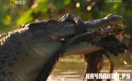 National Geographic:   / National Geographic: Crocodile King (2010 / SATRip)