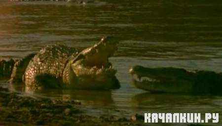 ���. ���� ����� / Nile. River of Gods (1995 / SATRip)