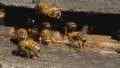 ��������� ����������. �����-������� / Mutant Bees (2003) SATRip