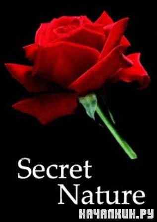 ����� �������. ���� ������ / Secret Nature. Flower Power (2004 / SATRip)