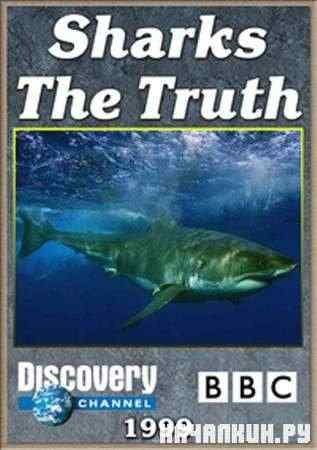 BBC. ������ �� ������ / BBC. Sharks. The Truth (1999 / SATRip)