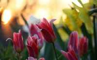 Amazing Wallpapers for PC - ������� ����� ��� �������� ����� � 469