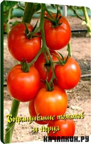 ����������� ������� � ����� (2011) DVDRip
