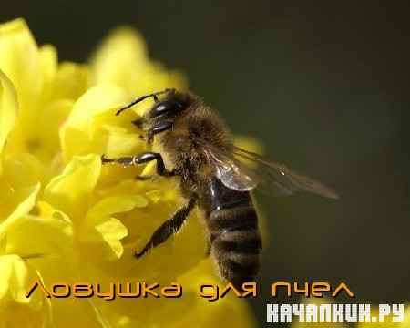 �������� ������������.������� ��� ���� (2011) DVDRip