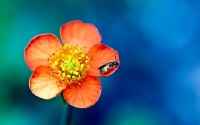 Mix Wallpapers - ���� ��� �� - Pack 492