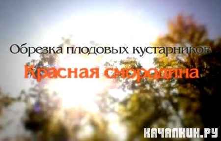 ��� ��������� �������� ���� ������� ��������� (2011) DVDRip