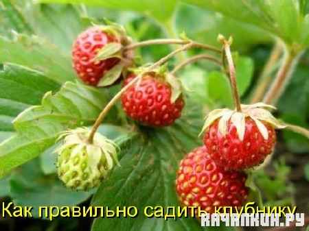 ��� ��������� ������ �������� (2011) DVDRip