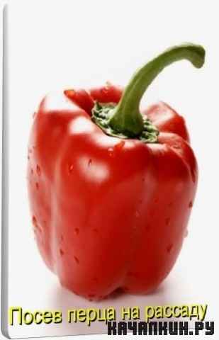 ����� ����� �� ������� (2011) DVDRip