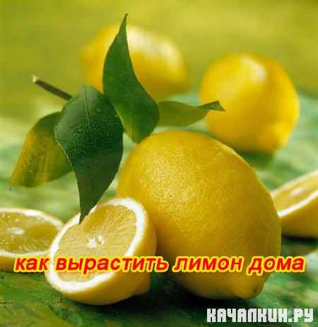 ��� ��������� ����� ���� (2011) SATRip