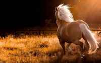 Selected Wallpapers for desktop - ���� ��� �������� ����� - Mega Pack 505