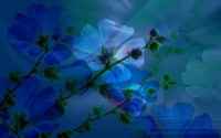 Selected Wallpapers for desktop - ���� ��� �������� ����� - Mega Pack 505