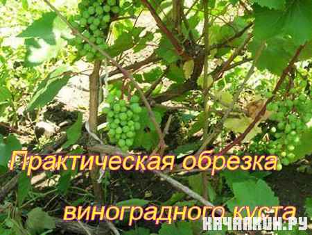 ������������ ������� ������������ ����� (2011) DVDRip