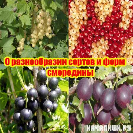 � ������������ ������ � ���� ��������� (2012) SATRip