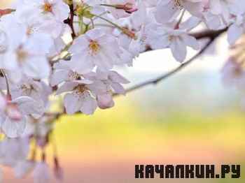 Selection HD Desktop Wallpapers #4