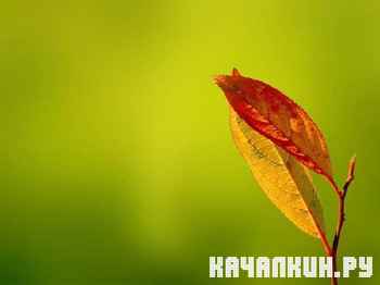 Selection HD Desktop Wallpapers #5