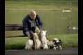 ������: ����������� �� ������������ / Dogs � A Horizon Guide (2012) TVRip