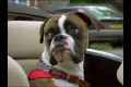 ������: ����������� �� ������������ / Dogs � A Horizon Guide (2012) TVRip