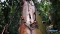 �������: ������ ���� ������� / Ants: Natures secret power (2005) HDTVRip